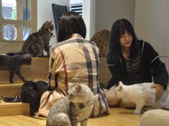 -啵啵喵·猫咖(攀华国际店)