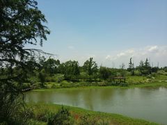 -桤木河湿地公园