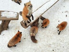 -宫城藏王狐狸村