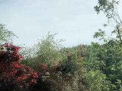 -宁波浙东大竹海景区