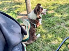 -爪吧宠物乐园 (温榆河示范区店)