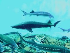 -太平洋海底世界