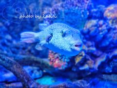 -太平洋海底世界