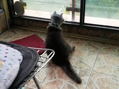 -芭比堂宠物医院·全科爱猫医院·仁德分院