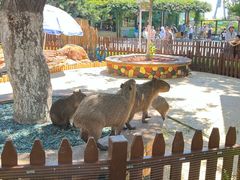 -大连森林动物园