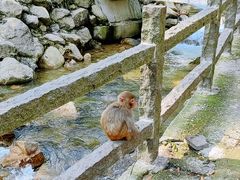-姑婆山旅游区