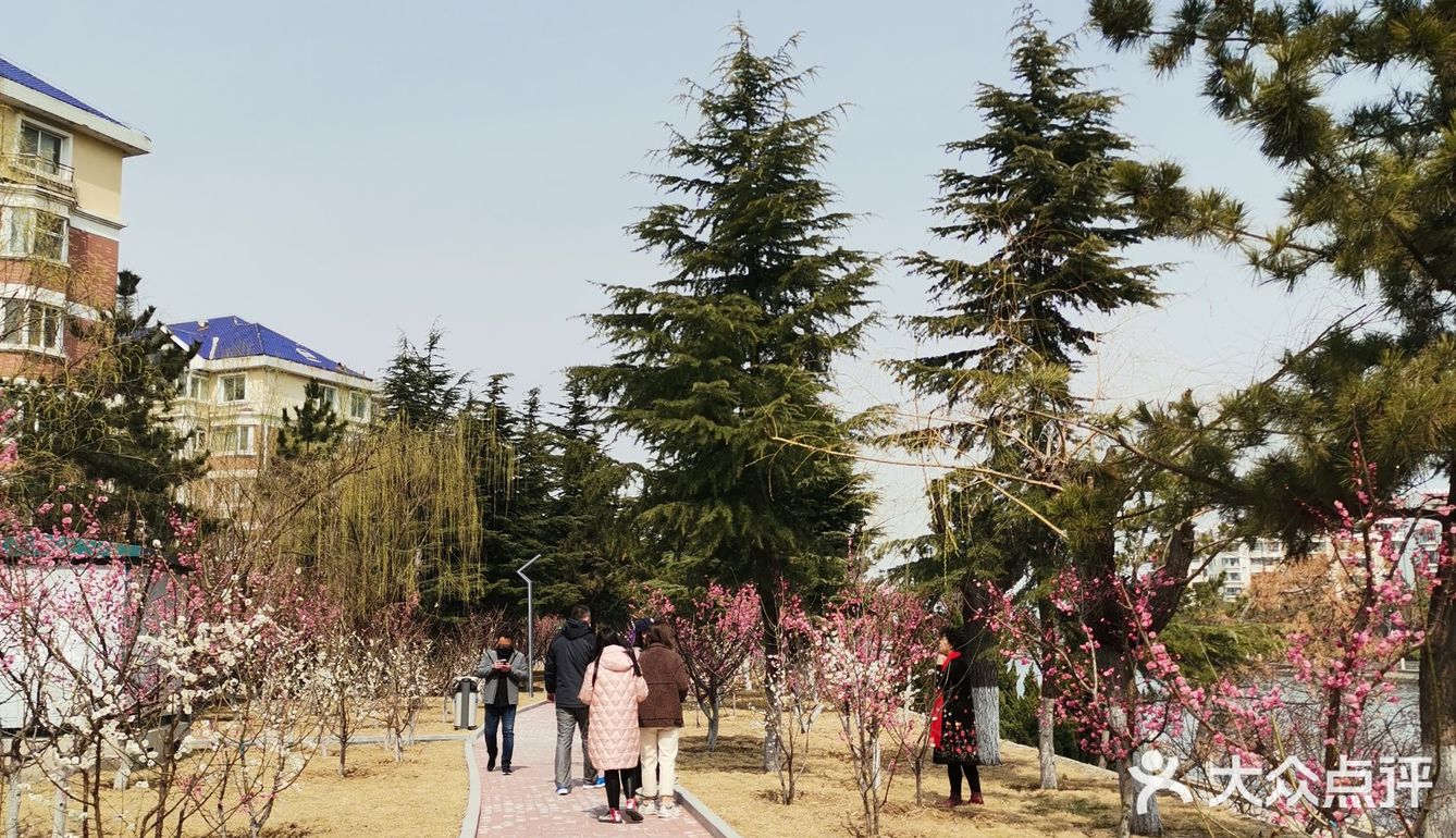 天气晴好，漫步经区黄海路，在路旁的梅园梅花也开了