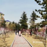 天气晴好，漫步经区黄海路，在路旁的梅园梅花也开了