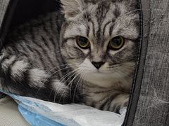 -中农国际动物医院24小时·猫科·骨科·急重症中心