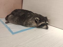 -浣熊柯尔鸭土拨鼠·电玩咖
