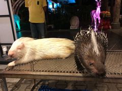 -清迈夜间动物园