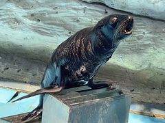 -泉州海丝野生动物世界