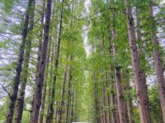 -金岛生态园烧烤露营地
