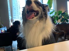 -百好乐宠物友好餐厅(朝外大街店)