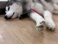 -Husky Go! 哈士奇体验馆·宠物咖啡厅狗咖
