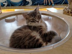 -猫にゃん · 猫的隐藏屋猫咖(麦地旗舰店)