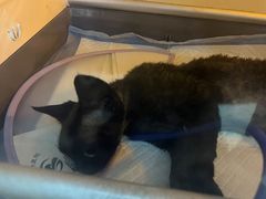 -瑞派宠物医院·中兽医专科(中央商城分院)