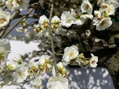 -香雪海