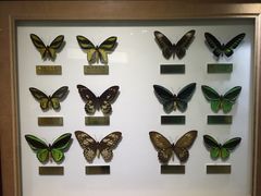 -上海昆虫博物馆