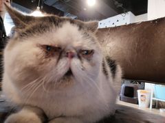 -Cappucimeow猫咪咖啡馆(韦伯时代店)