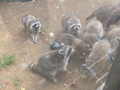 -秦皇岛野生动物园