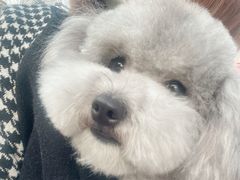 -A猫a狗全科·犬猫异宠·芥西宠物医院(南开总院)