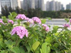 -棕榈泉国际高尔夫学院