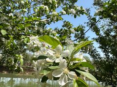 -合肥滨湖国家森林公园