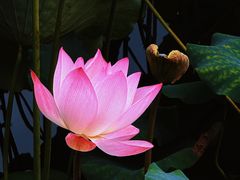 -荔湾湖公园