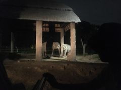 -清迈夜间动物园