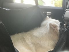 -翊宠yipet猫狗购宠庄园犬舍•猫舍