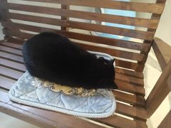 -豆逗聊愈猫阁Easy Life