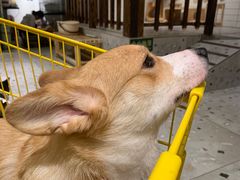 -柴迷FANS CLUB·柴犬狗咖·猫咖