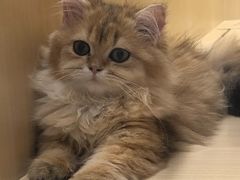 -momokira米努特·德文卷毛猫·棉花面纱犬