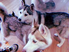 -Husky Go! 哈士奇体验馆·宠物咖啡厅狗咖