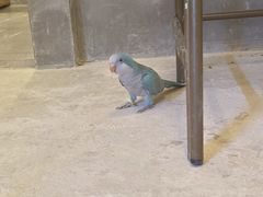 -吉丁鸟咖·异宠·寄养