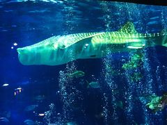 -烟台海昌鲸鲨海洋公园