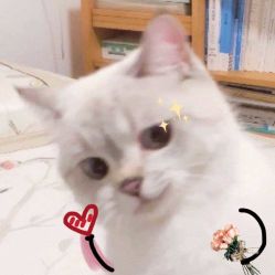 -凡碧诗毛孔收细