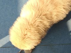 -博特宠物医院24h犬猫全科.骨科·异宠
