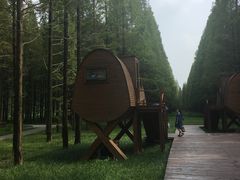 -黄海国家森林公园