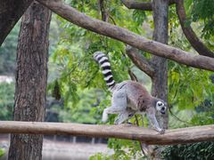 -清迈夜间动物园