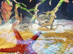 -重庆欢乐海底世界