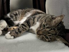 -纳吉亚猫专科动物诊疗中心(蒋宅口分院)