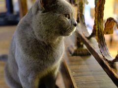 -more than meow吴止猫主题餐厅(承德 中船汇店)