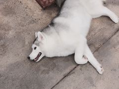 -TrueLove @ Neverland (Husky Cafe)