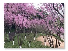 -重庆彩云湖湿地公园