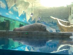 -芜湖新华联大白鲸海洋公园