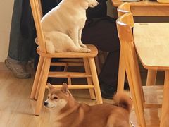 -柴の食堂·日式家庭料理·熊之肆(大学路店)