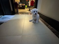 -瑞派宠物医院·犬猫全科·猫友好(宾水西道店)