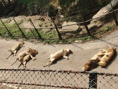 -大连森林动物园